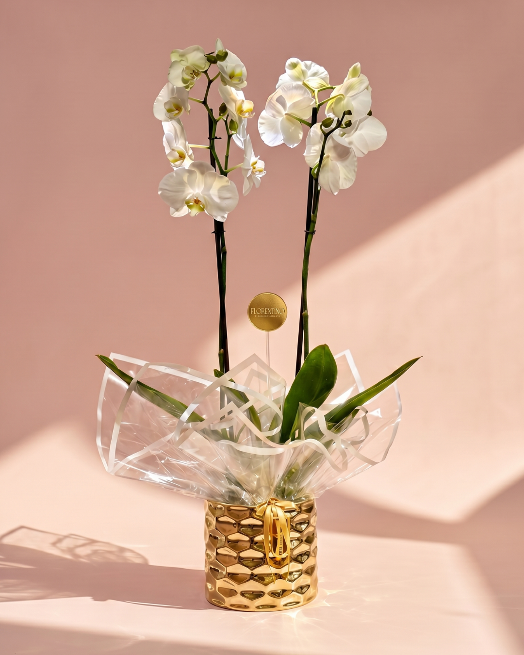 Plantas